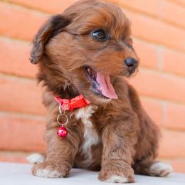 Aussiedoodle and Goldendoodle Puppies from Ever After Doodles Arizona