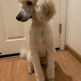 Poodles from My Diamond In The Ruff Standard Poodles