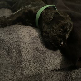 Goldendoodle and Poodle Puppies from Doodles by Design