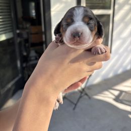Cookie and Cream - Piebald male Dachshund puppy in Tomball, Texas from Gutierrez House of Doxies