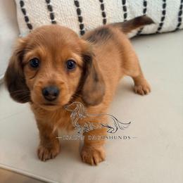 Strawberry Shortcake - Dapple female Dachshund puppy in Copperas Cove, Texas from Isalyn Dachshunds
