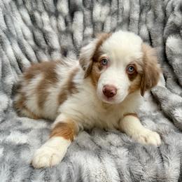 Chili-Full tail and blue eyes likely - Red merle male Australian Shepherd puppy in Penrose, Colorado from Best Friend Aussies