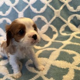 Cavalier King Charles Spaniel Puppies from Dawson’s Creek Breeding