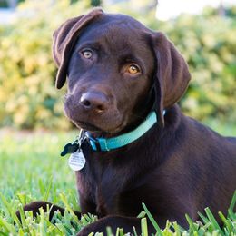 Labrador Retrievers from Duck River Labradors
