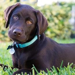 Labrador Retrievers from Duck River Labradors