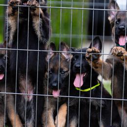 German Shepherd Puppies from vom Vikos