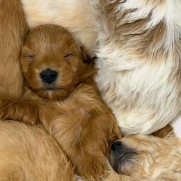Arctic - Cafe au lait male Maltipoo puppy in St. George, Utah from Winchester Hills Poodles and Doodles