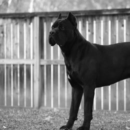T’Challa - Cane Corso