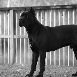 T’Challa - Cane Corso