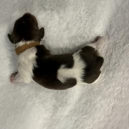 AKC Aspen brown LONG HAIR - Piebald female Dachshund puppy in Sacramento, California from Valentina's mini  AKC Dachshunds