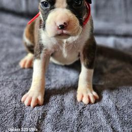 Jayme - Brindle female Boxer puppy in Pine River, Wisconsin from Jenks Boxers