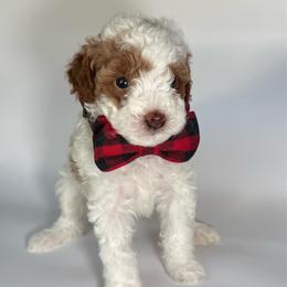 AKC Cider - Male - Parti male Poodle puppy in Tampa, Florida from The Sweet Life of a Toy Poodle