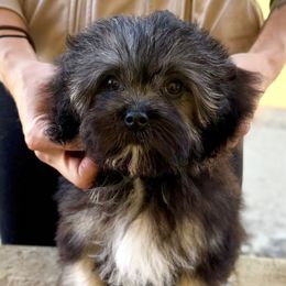Gil - Black and tan female Lowchen puppy in Lexington, Kentucky from Willowcreek Kennel