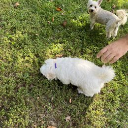 Coton de Tulear Puppies from Smoky Mountains Cotons