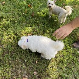 Coton de Tulear Puppies from Smoky Mountains Cotons