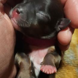 Beckett - Brown female Lhasa Apso puppy in Jefferson, New York from Absolute Lhasa Love