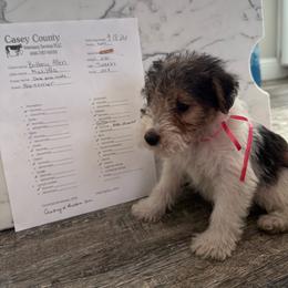 Clawhauser - White black and tan male Wire Fox Terrier puppy in Liberty, Kentucky from A day in the life of a wire fox terrier