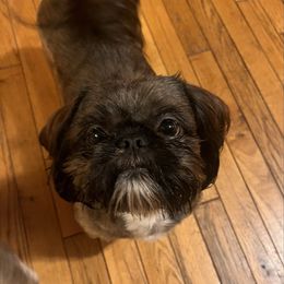 Jack - Shih Tzu
