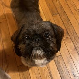 Jack - Shih Tzu