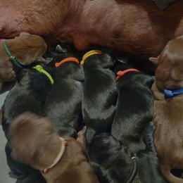 Lime Green collar - Black male Labrador Retriever puppy in Chaumont, New York from Peak Performance Labradors