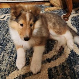 Flash - Sable and white male Collie puppy in Nevada, Missouri from Briarwood Collies