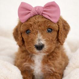 Daisy - Red female Cavapoo puppy in Theodore, Alabama from Horton & Co. Cavapoos