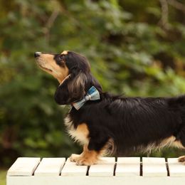 Dachshunds from Simply Happy Dachshunds