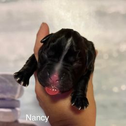 Boxer Puppies from Von Royal Dell’Infinite