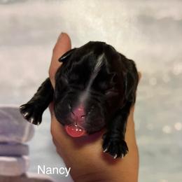 Boxer Puppies from Von Royal Dell’Infinite