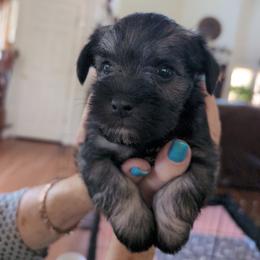 Jester - Salt and pepper male Miniature Schnauzer puppy in Huron, Tennessee from Wilma's Paw-Paw Patch