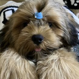 TORIN TEMP NAME Meaning  LITTLE CHEIF FLORIDA LHASA APSO AKC MULTI CHAMPION ANCESTRY - Red male Lhasa Apso puppy in Bell, Florida from Maryann & Kandis