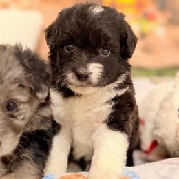Pluto - Black and white male Aussiedoodle puppy in Dickerson, Maryland from Pawsome Aussie Doodles and Oodles