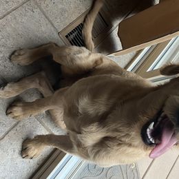 Rosie - Labradoodle