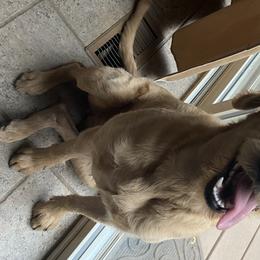 Rosie - Labradoodle