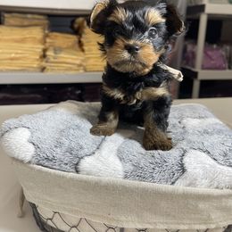 Yorkshire Terrier Puppies from Waggin Buddies Litter