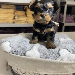 Yorkshire Terrier Puppies from Waggin Buddies Litter