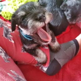 Miniature Schnauzer Puppies from Nature's Nook