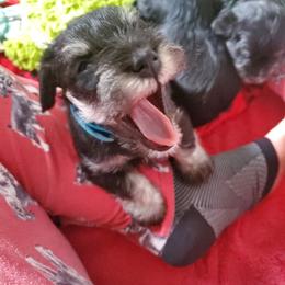 Miniature Schnauzer Puppies from Nature's Nook