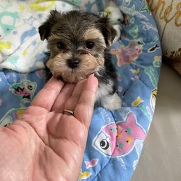 Maltese and Yorkshire Terrier Puppies from Precious Paws Maltese and Yorkies