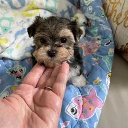 Maltese and Yorkshire Terrier Puppies from Precious Paws Maltese and Yorkies