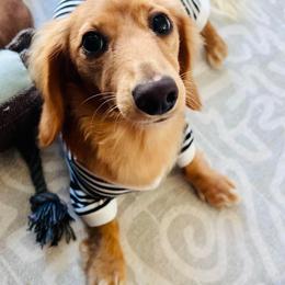 Dachshund Puppies from Monahan Dachshunds