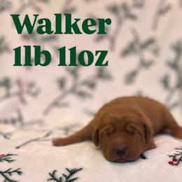 Walker - Yellow male Labrador Retriever puppy in Puyallup, Washington from 12 Door Farm Labradors