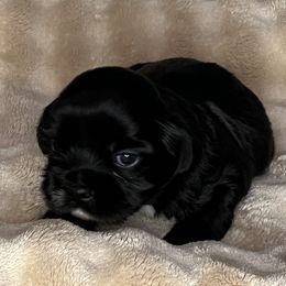 Jasper - Black male Shih Tzu puppy in Reading, Michigan from You Little Shih-tzu’s 😊