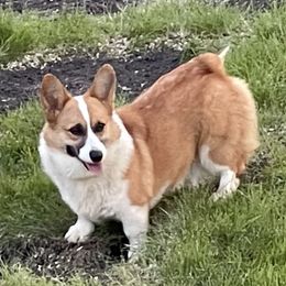 Shelby - Pembroke Welsh Corgi