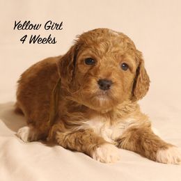 Patches' Yellow Girl - Apricot female Goldendoodle puppy in Coppell, Texas from Bethel Stream Goldendoodles