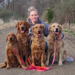Golden Retrievers from KNK Red Golden Retrievers