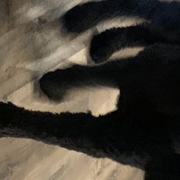 Poodles from Sturgill’s Raising the Standards