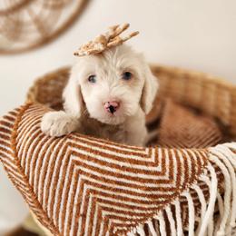 Banana - Blue merle and white female Sheepadoodle puppy in Tooele, Utah from Salt & Snow Pups