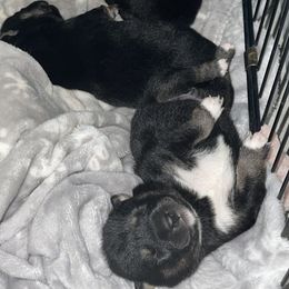 Shiba Inu Puppies from Salas Shiba Inu's