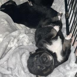 Shiba Inu Puppies from Salas Shiba Inu's